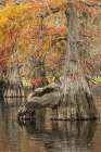 Bald cypress trees reflecting autumn colors in southern swamp, Caddo Lake, Texas. Art Print